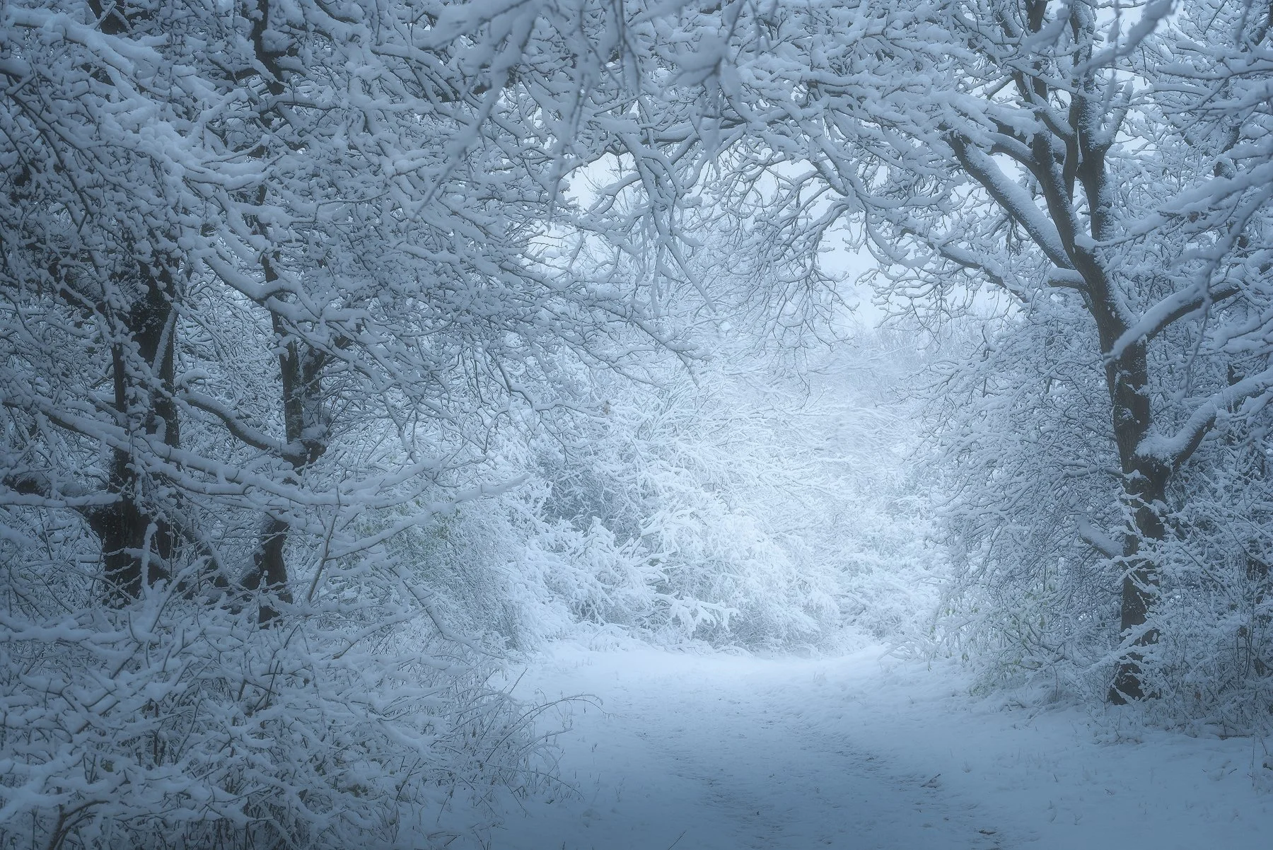 Forest Photography Editing Course, 4 Seasons! — Laanscapes